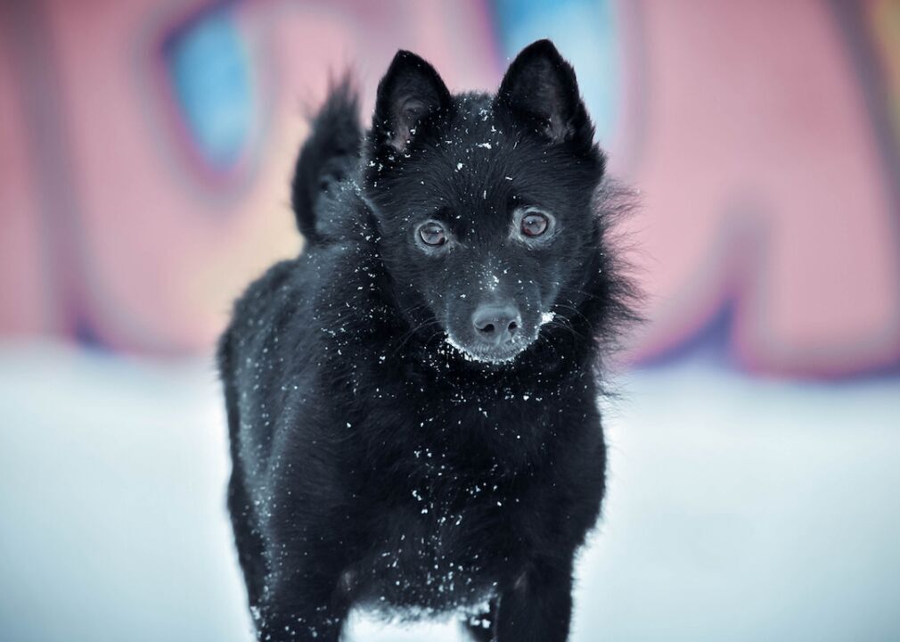 #15. Schipperke (tie)